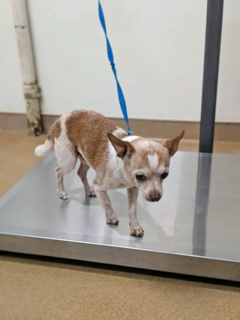 A senior small-sized male Chihuahua dog named Pony Boy for adoption in Hayward, CA
