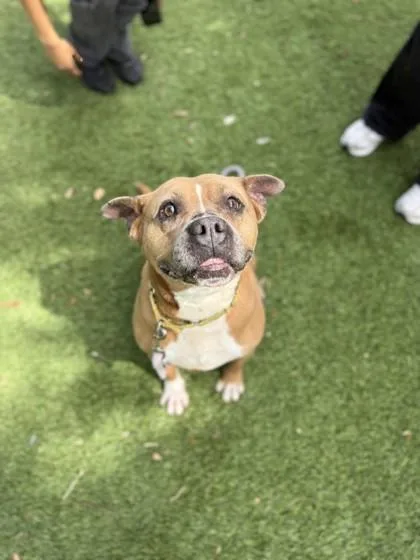 An adult large-sized male Terrier dog named SC Mike for adoption in North Miami Beach, FL