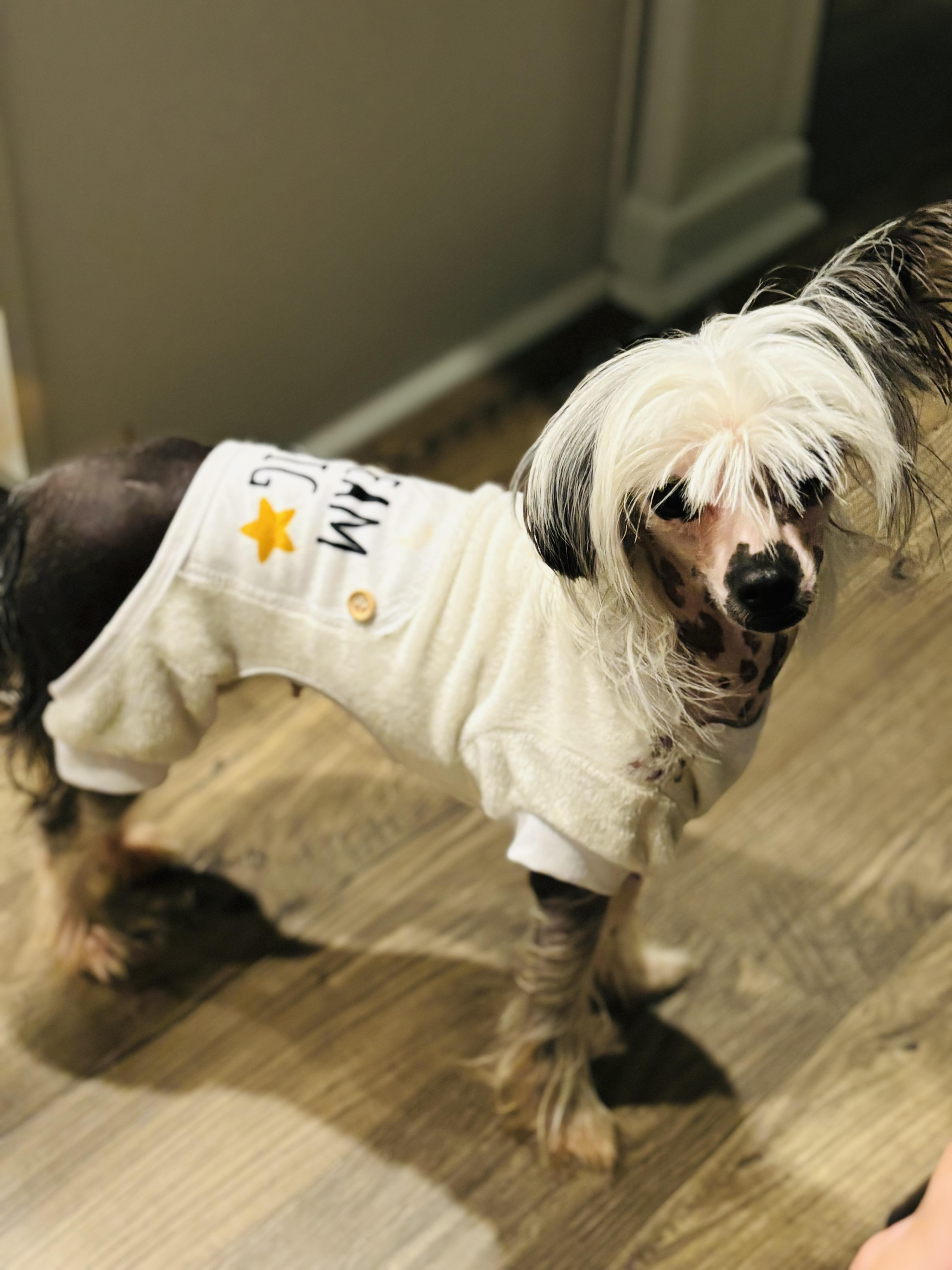 An adult small-sized female Chinese Crested Dog dog named Ziaya for adoption in Knoxville, TN
