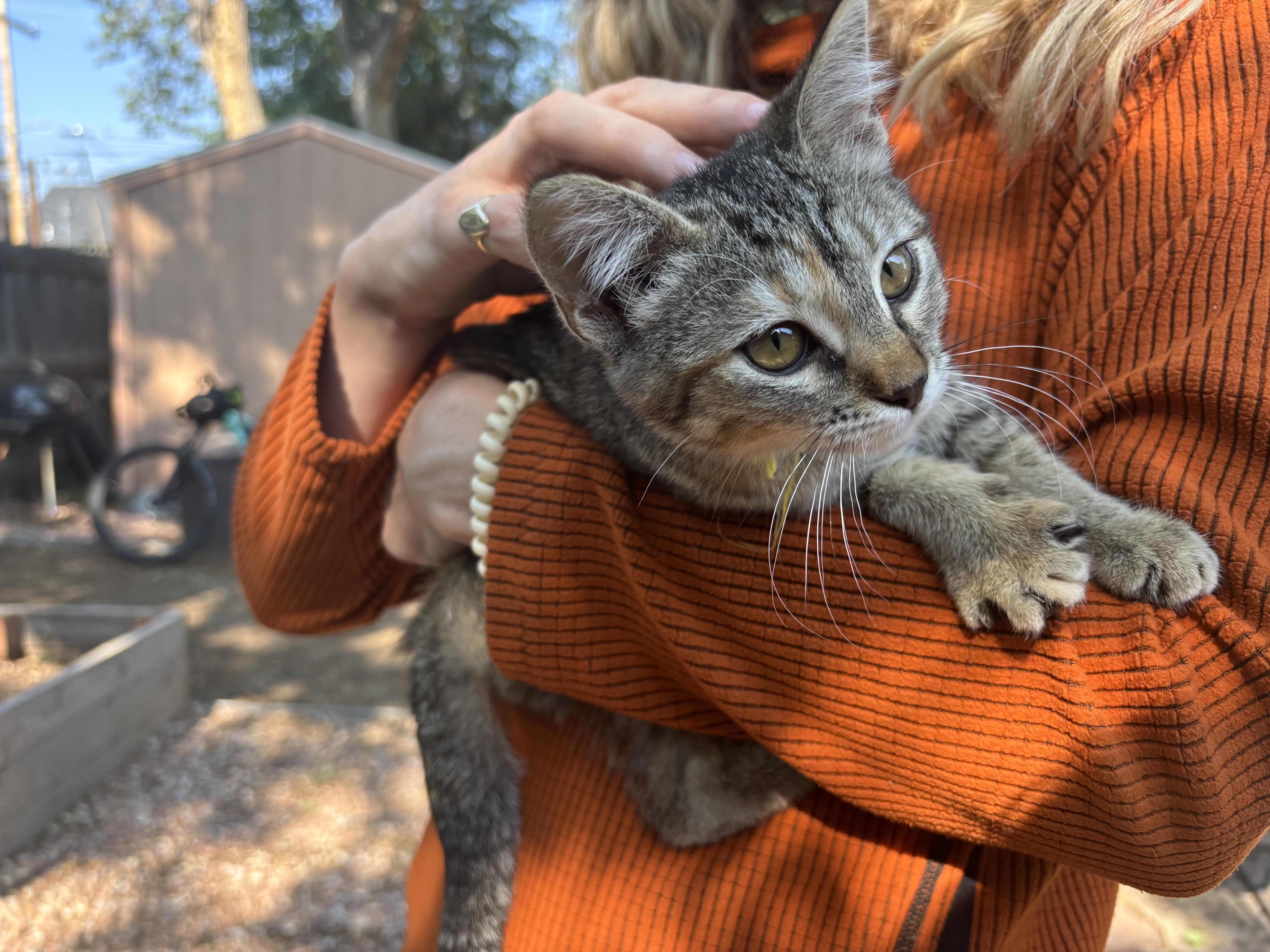 A young medium-sized female Domestic Short Hair cat named Katniss for adoption in Denver, CO