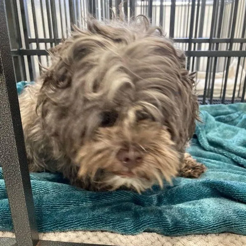 An adult medium-sized male Yellow / Tan / Blond / Fawn Shih Tzu dog named Boomer for adoption in Lake Havasu City, AZ