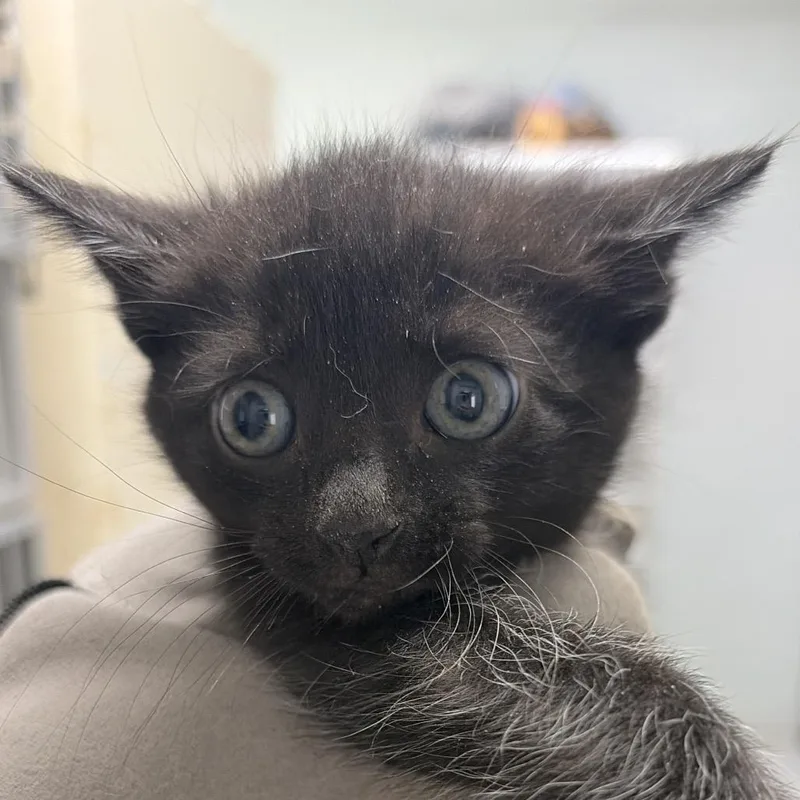 A baby small-sized male Black Domestic Short Hair cat named George for adoption in Summerville, SC