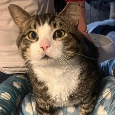 An adult small-sized male Brown / Chocolate Domestic Short Hair cat named Gunnar Hudson for adoption in Merrifield, VA