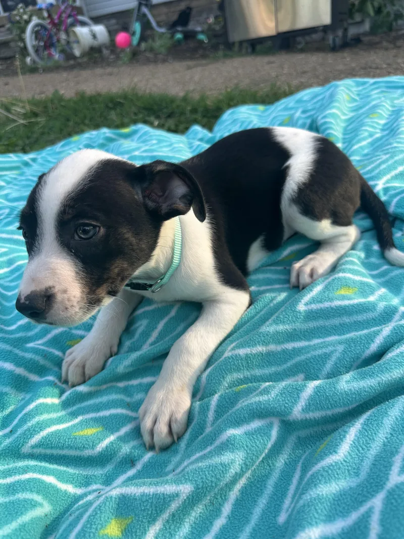A baby medium-sized female Tricolor (Brown, Black, & White) Australian Cattle Dog / Blue Heeler dog named Kate for adoption in Mount Juliet, TN