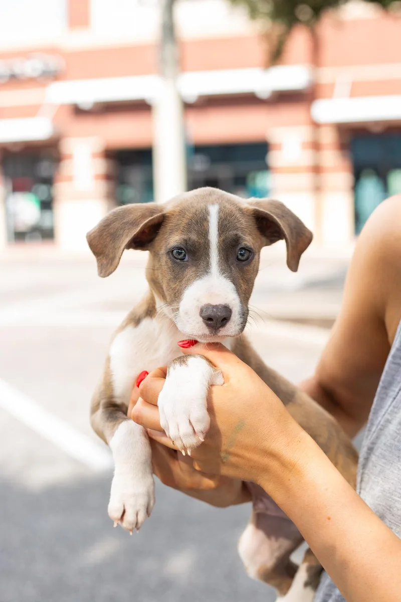 A baby medium-sized male American Staffordshire Terrier dog named Ravi for adoption in tampa, FL