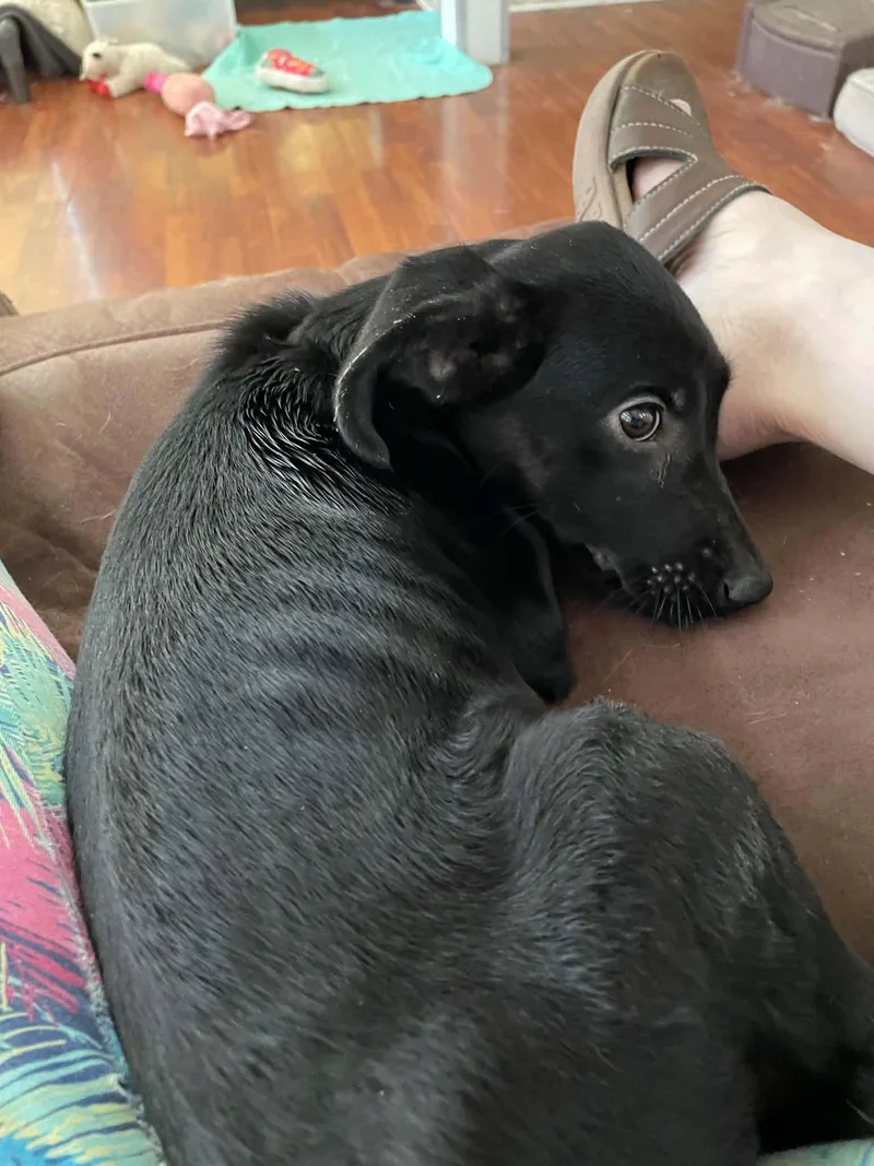 A baby medium-sized female Labrador Retriever dog named Mina Gargano for adoption in Saunderstown, RI
