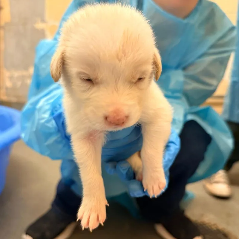 A baby small-sized male White / Cream Mixed Breed dog named Mac for adoption in Corinth, MS