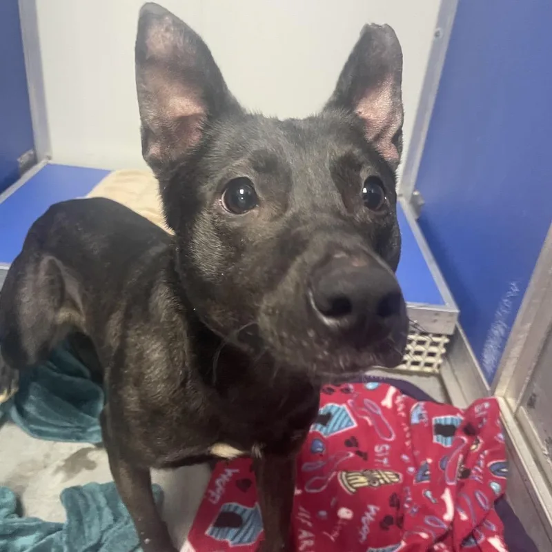 An adult medium-sized female Black Mixed Breed dog named Lizzie for adoption in Dickinson, TX