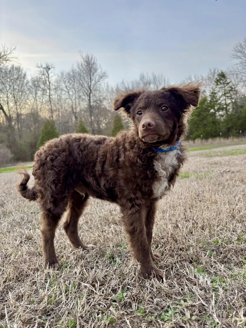 A baby small-sized male Poodle dog named Theo for adoption in Southaven, MS