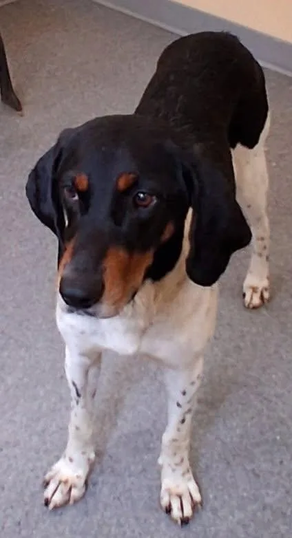 An adult medium-sized male Hound dog named Louie for adoption in Covington, VA