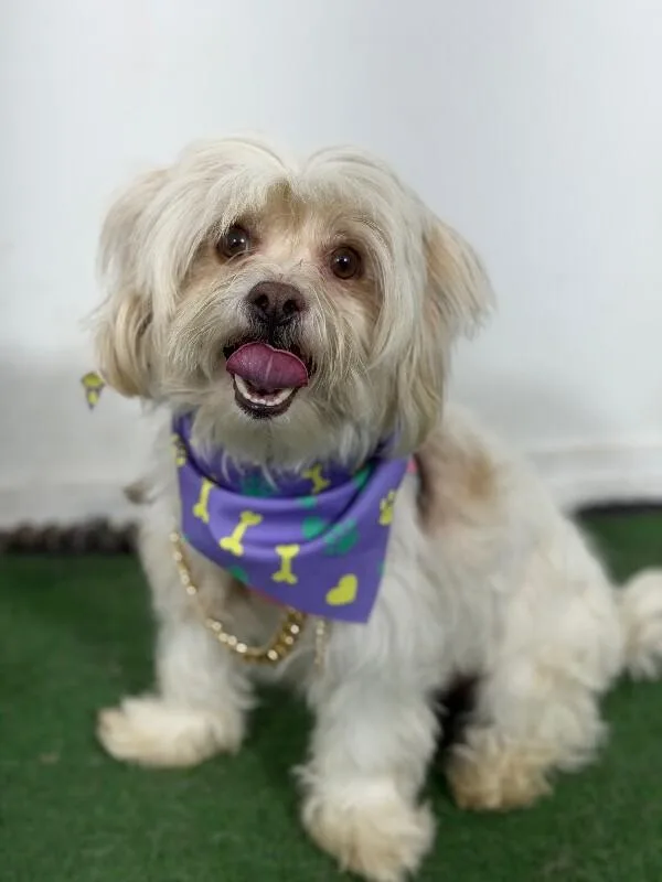 A young small-sized male White / Cream Havanese dog named Ian for adoption in Carlsbad, CA