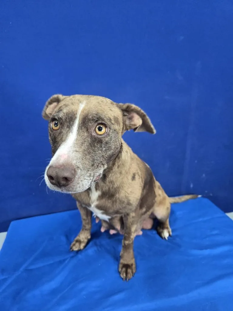 Mother Goose thumbnail 2