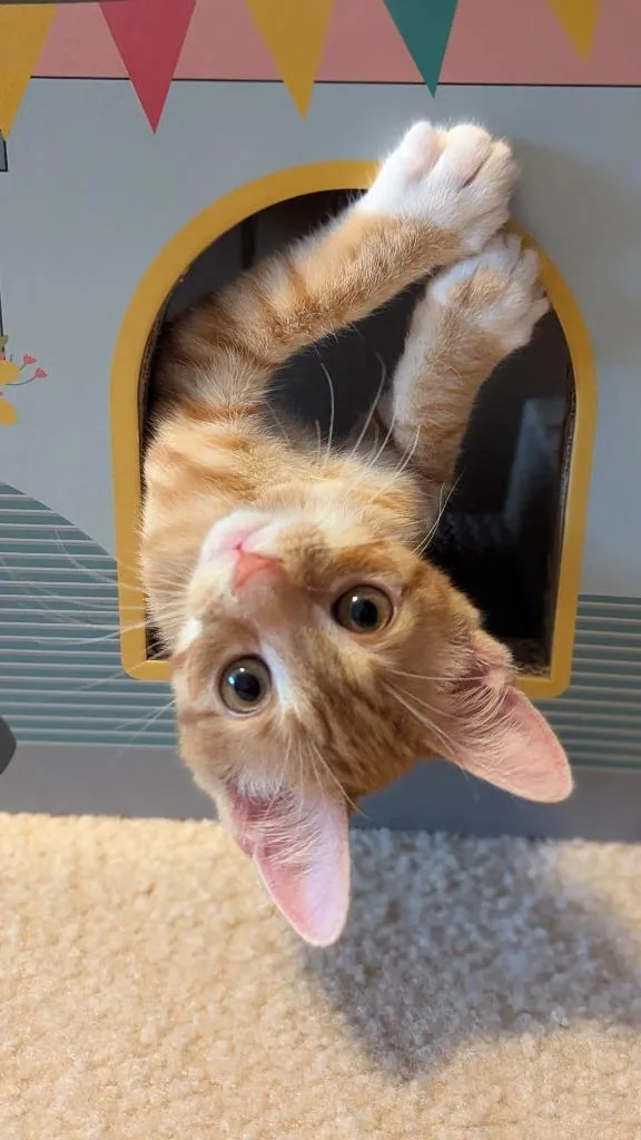 A baby medium-sized male Domestic Short Hair cat named Achilles for adoption in Youngsville, NC