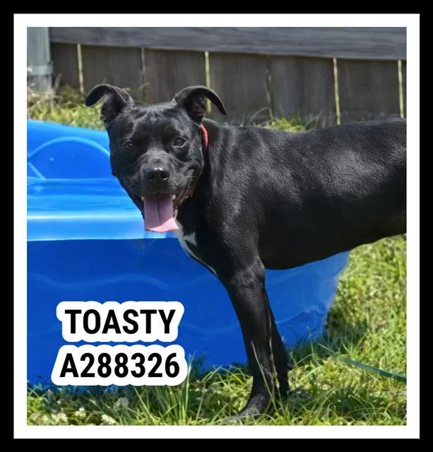 A young medium-sized female Mixed Breed dog named Toasty for adoption in Macon, GA