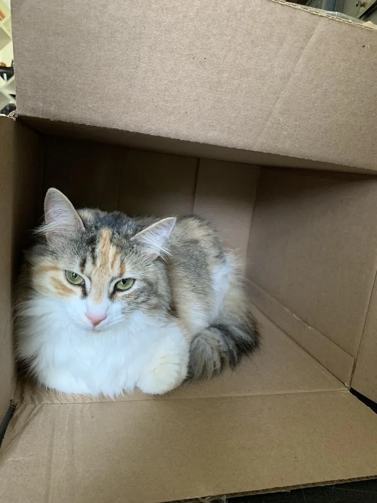 Cleopatra