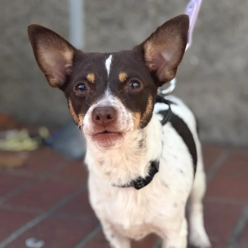 An adult small-sized female Chihuahua dog named Sprite for adoption in San Francisco, CA