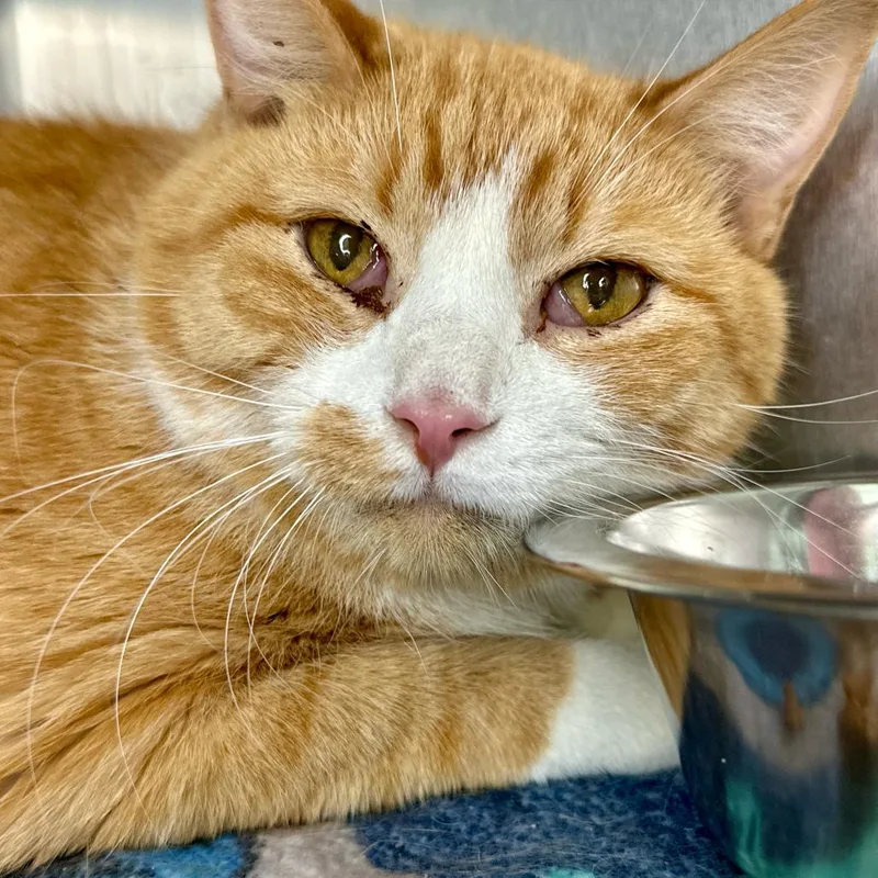 A senior large-sized male Orange / Red Domestic Short Hair cat named Dolphin for adoption in Matteson, IL