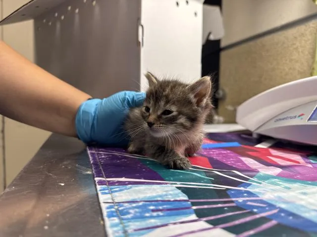 A baby small-sized female Domestic Short Hair cat named Lisa for adoption in Riverside, CA