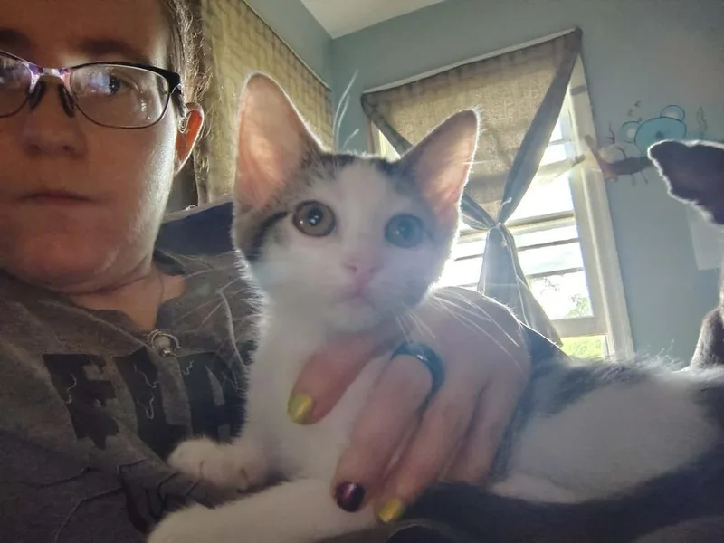 A baby small-sized female Black & White / Tuxedo Domestic Short Hair cat named Mona Lisa for adoption in Albany, WI