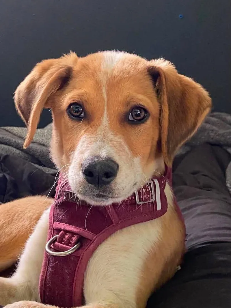 A baby medium-sized male Beagle dog named Noland for adoption in Elgin, IL