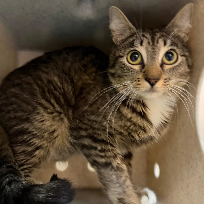 A young medium-sized male Brown / Chocolate Domestic Short Hair cat named Working Cat Pepper for adoption in Tacoma, WA