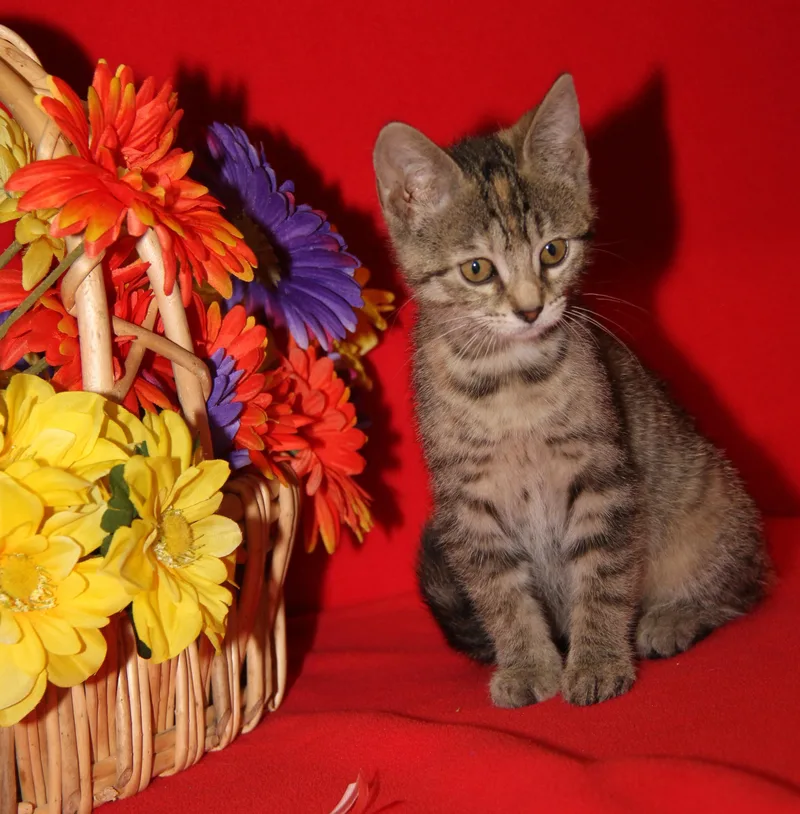 A baby medium-sized female Tabby (Brown / Chocolate) Torbie cat named Dove for adoption in Marietta, OH