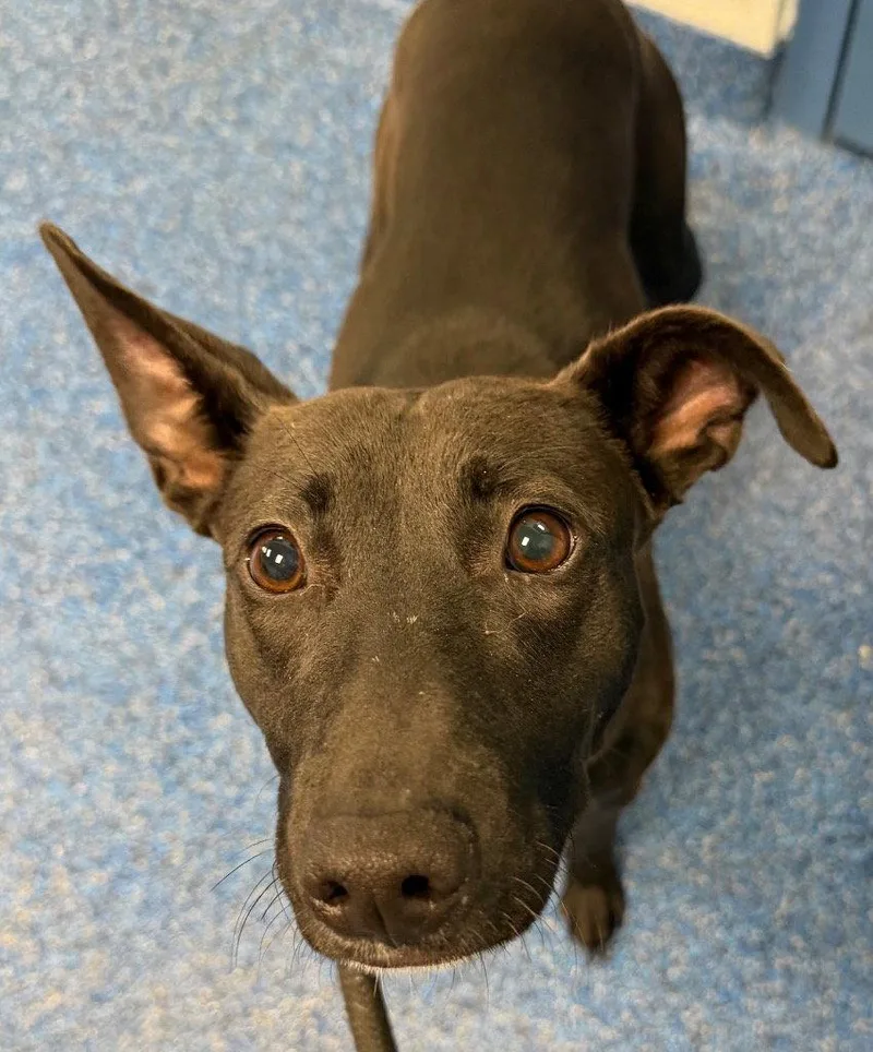 A young medium-sized female Terrier dog named Asha for adoption in Tarboro, NC