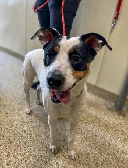 An adult small-sized female Mixed Breed dog named Syrah for adoption in Clarks Summit, PA