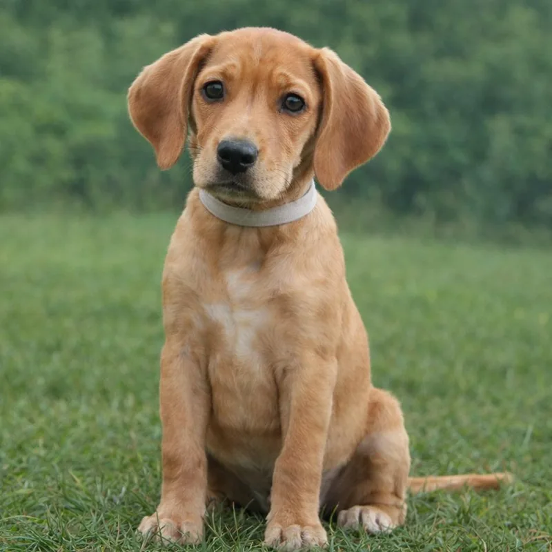 A baby medium-sized female Yellow / Tan / Blond / Fawn Labrador Retriever dog named CT Ari for adoption in Stormville, NY