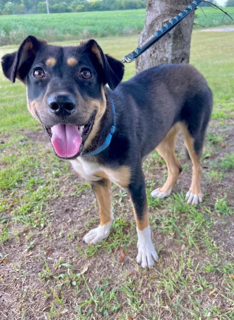 A young medium-sized female Shepherd dog named Tinka for adoption in Saint James, MN