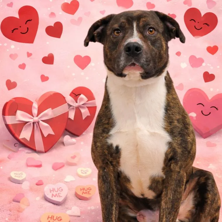 An adult large-sized male Brindle American Bully dog named Akon for adoption in Orangeburg, SC
