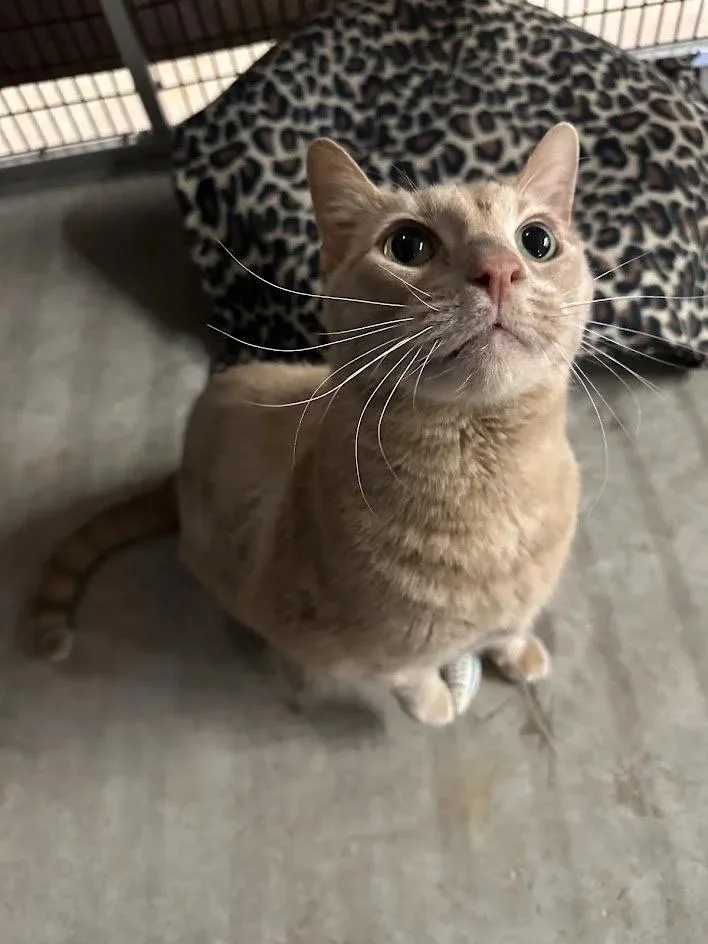 Willie Nelson thumbnail 2