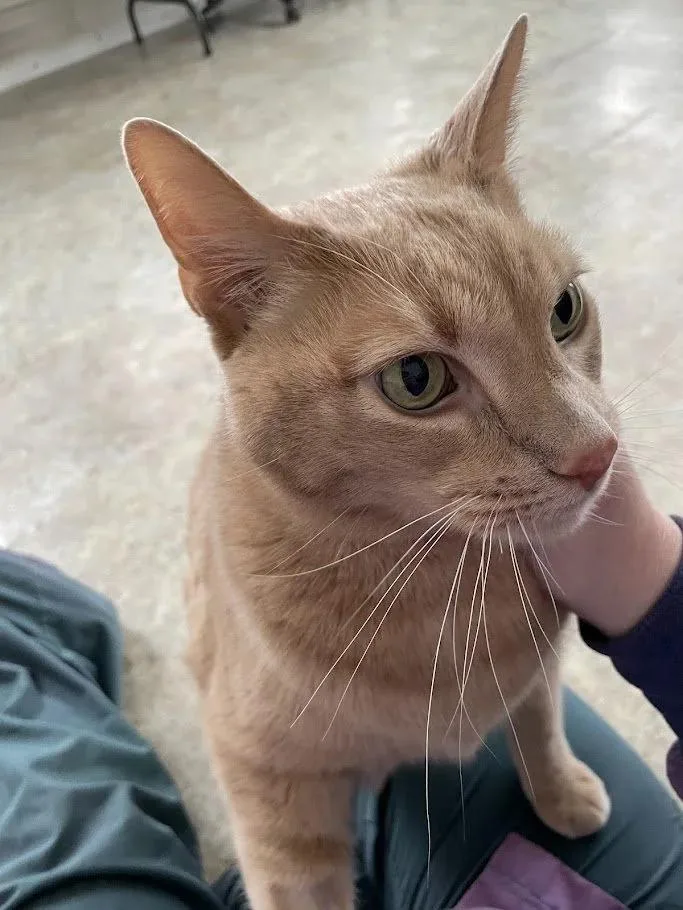 Willie Nelson thumbnail 3