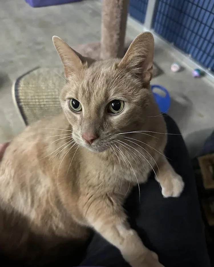 Willie Nelson thumbnail 4