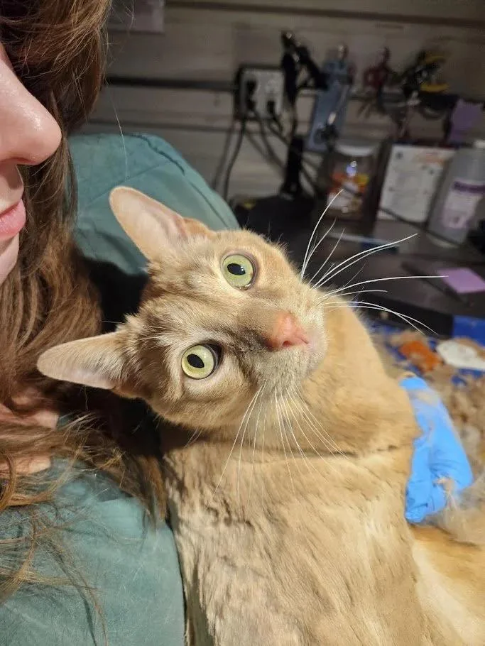 Willie Nelson thumbnail 5