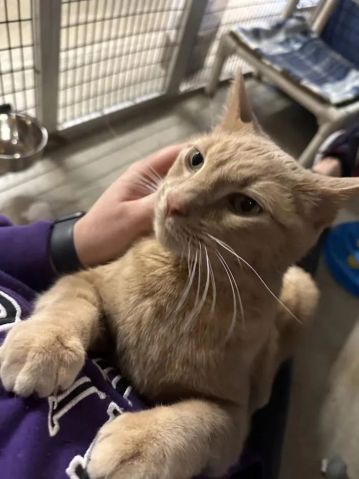 Willie Nelson thumbnail 6