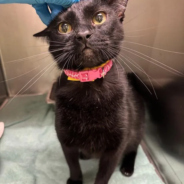 An adult large-sized female Domestic Short Hair cat named Poppy for adoption in Oklahoma City, OK