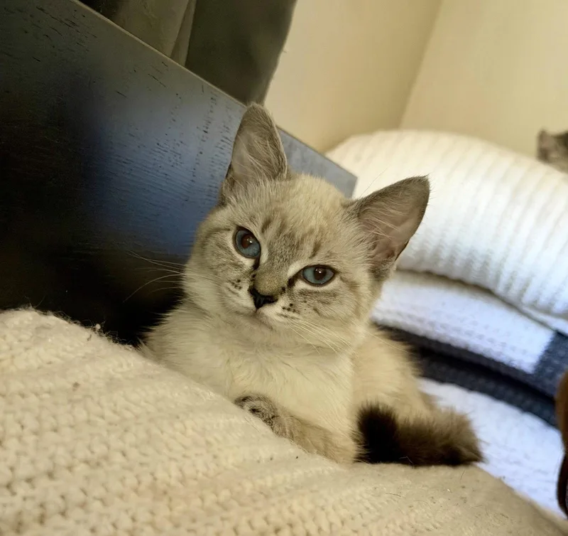 A baby medium-sized female Buff / Tan / Fawn Siamese cat named Sandy for adoption in Walnut Creek, CA