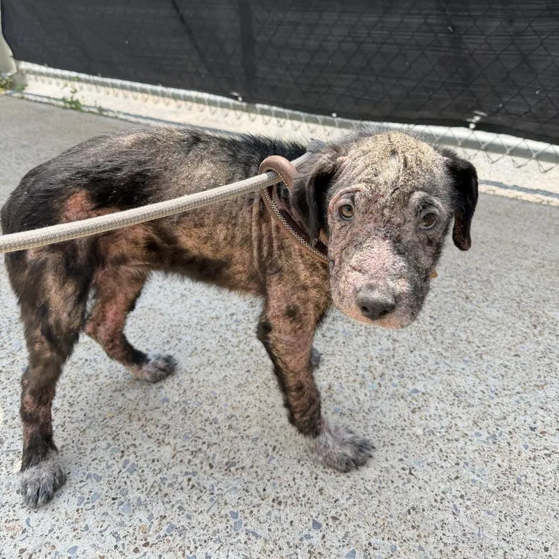 A young small-sized female Black Pit Bull Terrier dog named Mamie for adoption in Rossville, GA