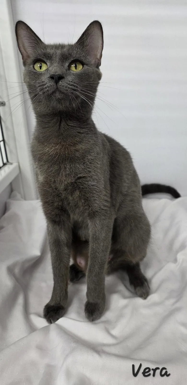 An adult medium-sized female Gray / Blue / Silver Domestic Short Hair cat named Vera for adoption in Key Largo, FL