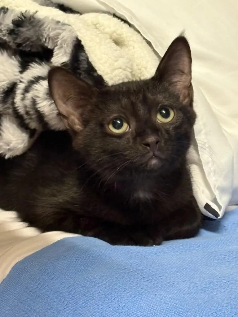 A baby medium-sized female Black Domestic Short Hair cat named Astro for adoption in Rochester, WA