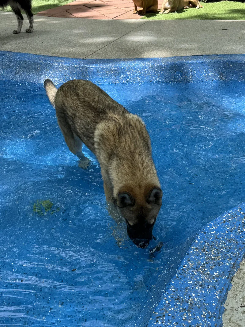 A baby large-sized female Belgian Shepherd / Malinois dog named Maple for adoption in Leavenworth, KS