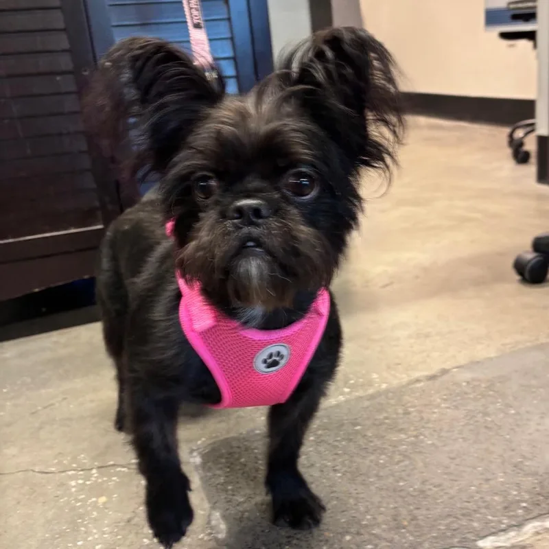 An adult small-sized female Black Brussels Griffon dog named Onyx for adoption in Tampa, FL