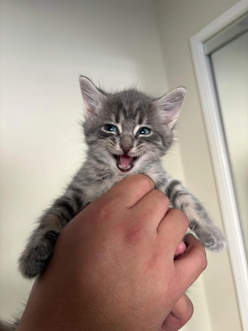 A baby small-sized male Domestic Short Hair cat named Buzz for adoption in Long Beach, CA