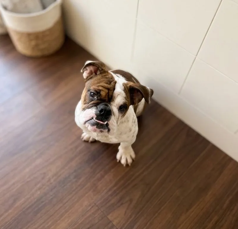 A baby medium-sized female English Bulldog dog named Molly for adoption in Boca Raton, FL