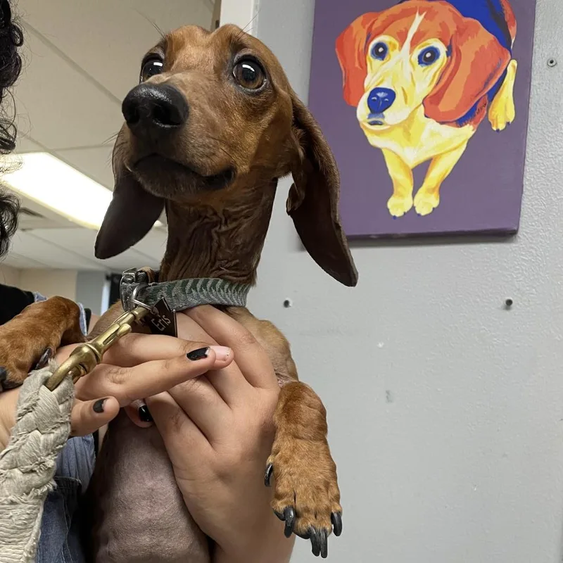 An adult small-sized male Red / Chestnut / Orange Dachshund dog named Flute for adoption in Austin, TX