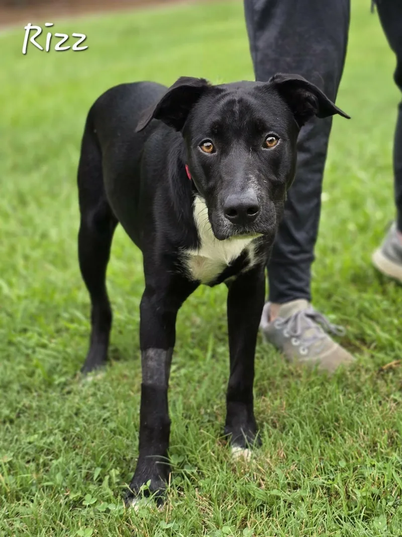 A young medium-sized male Black Labrador Retriever dog named Rizz for adoption in Bishop, GA