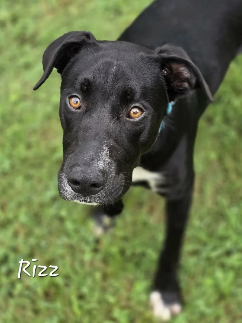 Rizz thumbnail 2