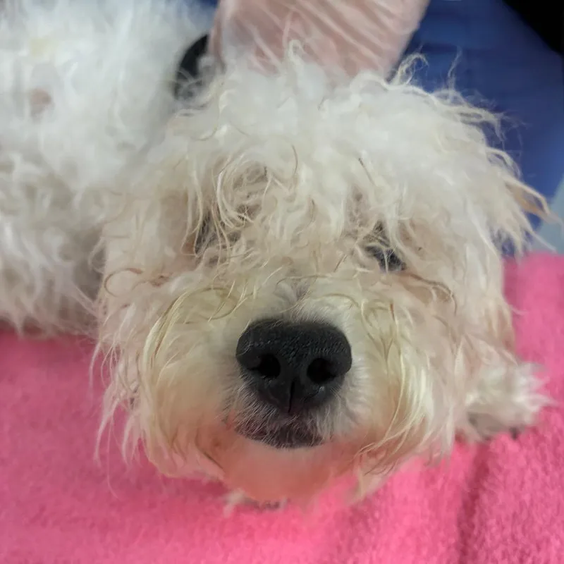A young small-sized female White / Cream Poodle (Toy) dog named Chanel for adoption in Northbrook, IL