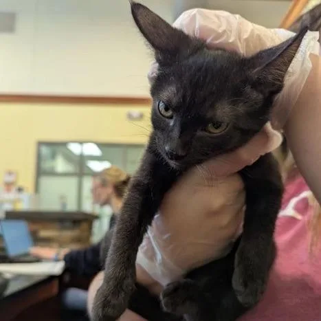 A baby small-sized male Black Domestic Short Hair cat named Gravity for adoption in Lynchburg, VA